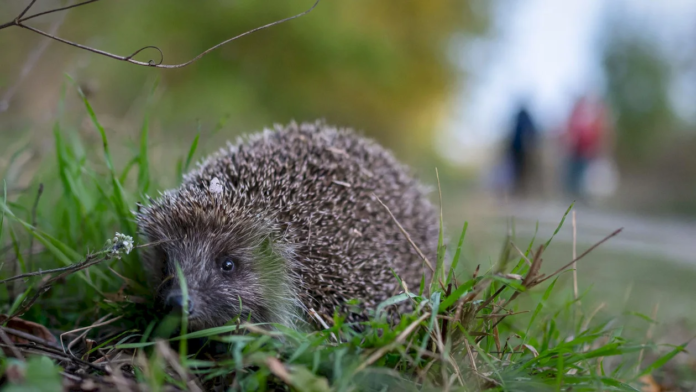 „Noaptea Aricilor” din București începe diseară, un pic după apus 🦔 Bucureștenii sunt așteptați, în Parcul IOR, la o experiență unică despre și cu țepoși
