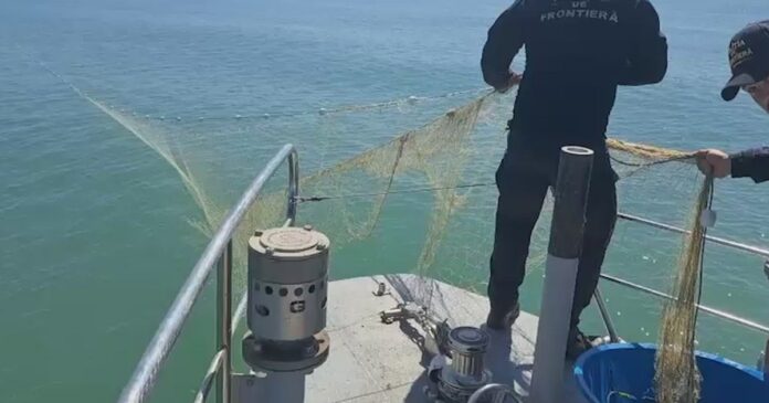 Sturioni, delfini și rechini, prinși în plase ilegale puse de braconieri la Marea Neagră. Exemplarele, eliberate de Garda de Coastă