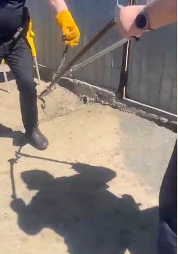 Tulcea: Jandarmii au salvat un șarpe ascuns în grila de aerisire a unui autoturism, eliberat ulterior în natură