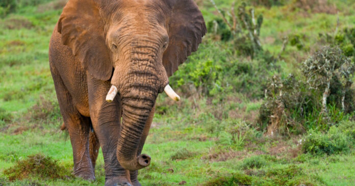 Un milionar american ucis de elefanți în timpul unei vânători de antilope în Africa Centrală