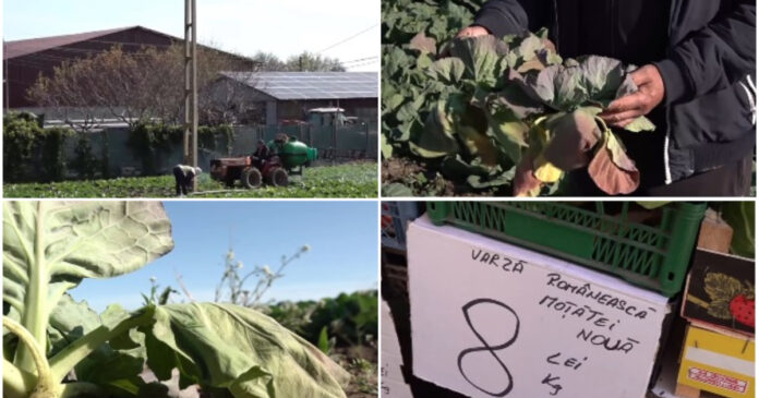 Varza de primăvară, compromisă de vremea extremă: Cum arată acum culturile din Dolj – „Rămânem iar cu ea pe câmp”