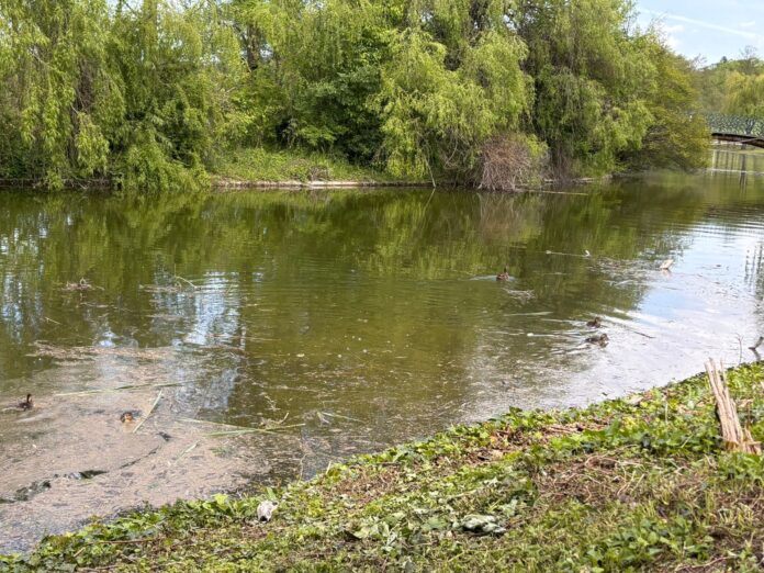 VIDEO 🦆 Cursa rățuștelor din Parcul Tineretului: bucureștenii, martori la o întrecere plină de viață pe lac