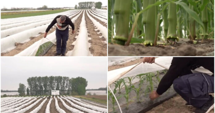 Vremea capricioasă schimbă agricultura din România: fermierii din Oltenia înlocuiesc roșiile și pepenii cu porumb dulce