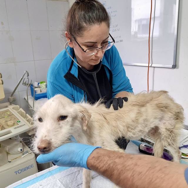 Zeci de animale în stare gravă, salvate dintr-o locuință din Sectorul 3 al Capitalei: câini bolnavi, fără blană și malnutriți, preluați de o asociație de protecție a animalelor